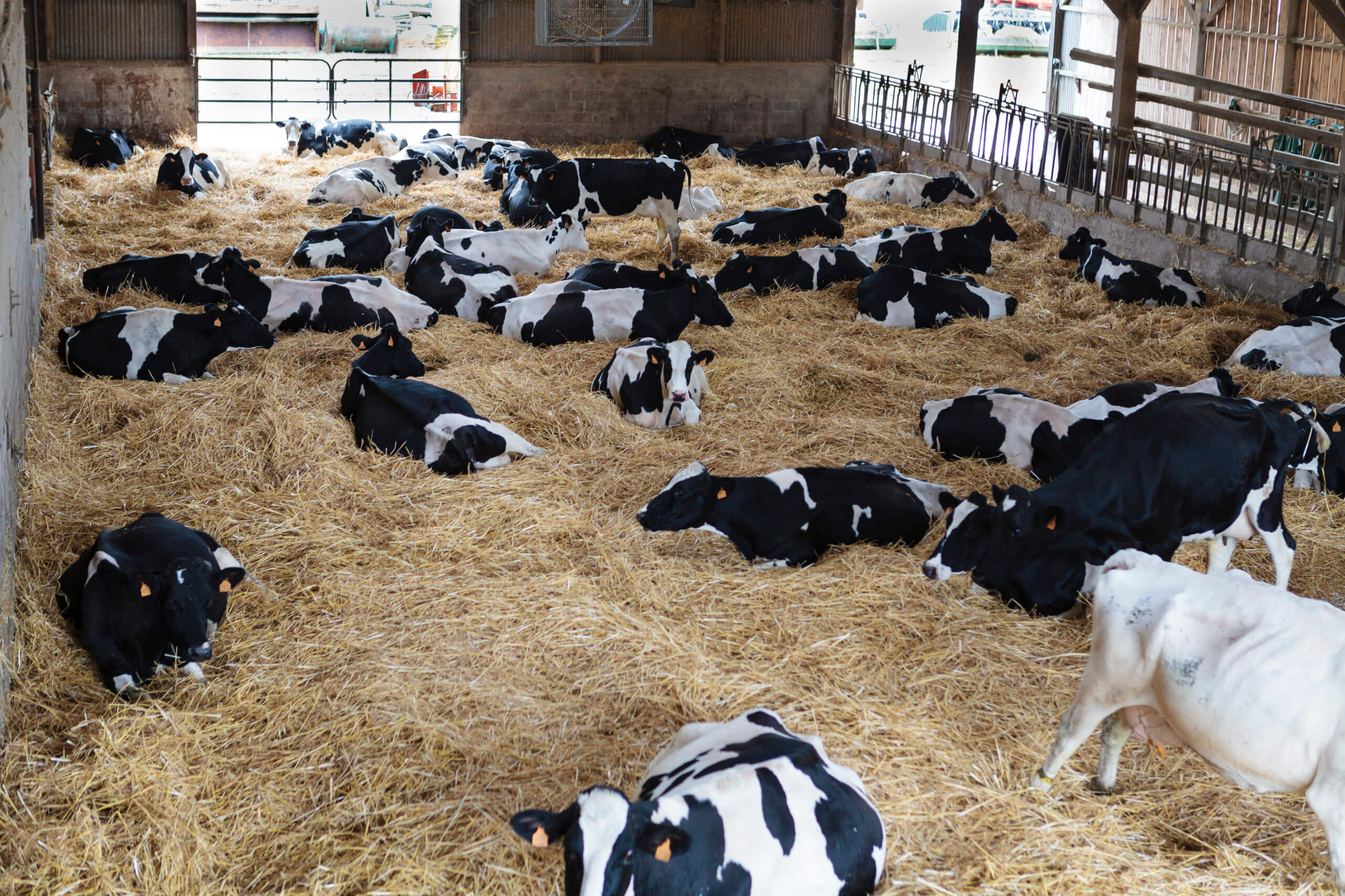vache à l'étable